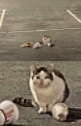 parking lot cat Meme Template