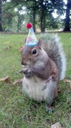 Super Birthday Squirrel Meme Template