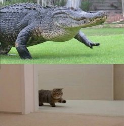 crocodile and cat Meme Template