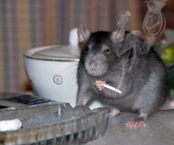 Smoking Rat Meme Template