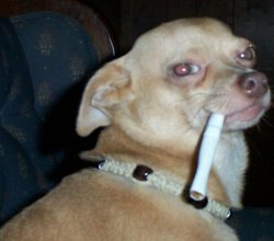 Smoking Chihuahua Meme Template