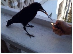 Smoking Crow Meme Template