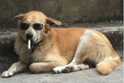 Smoking Dog with Sunglasses Meme Template