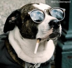 Smoking Dog with Sunglasses 2 Meme Template