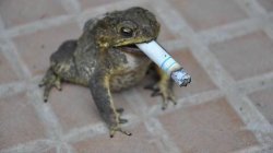 Smoking Frog Meme Template