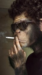 Monkey Smoking 2 Meme Template