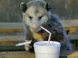 Smoking opossum Meme Template