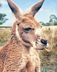 Smoking Kangaroo Meme Template