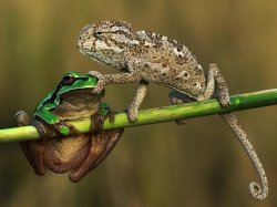 Chameleon shutting up frog Meme Template