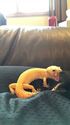 Gecko yelling Meme Template