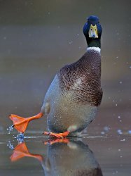 Duck sliding Meme Template