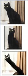 distorted black cat Meme Template