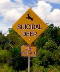 Suicidal Deer??? Meme Template