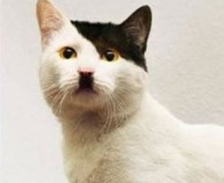 Hitler cat says Meme Template
