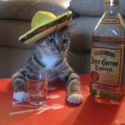 tequila cat Meme Template