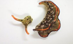 decapitated sea slug lives Meme Template