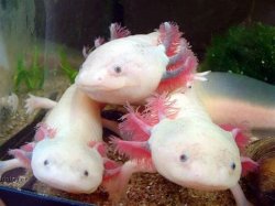 Cute Axolotl Meme Template