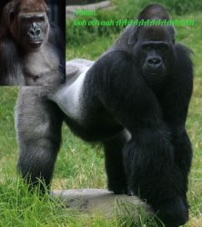 gorilla temp Meme Template