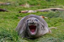 laughing walrus Meme Template