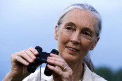 Jane Goodall Fascinating Behavior Meme Template