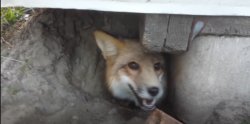 Oh fox of the shed what is your wisdom? Meme Template