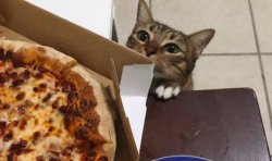 Cat wants pizza Meme Template