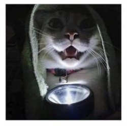 3 AM cat Meme Template