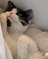 Cat Trying not to Laugh Meme Template