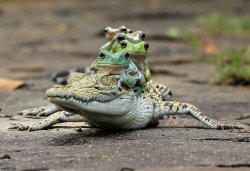 frog riding croc Meme Template