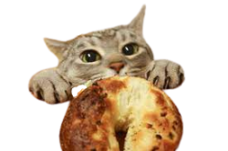 Cat want bagel Meme Template