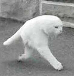 a weird cat with two legs was Meme Template