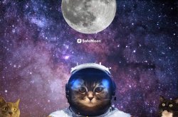 Safe moon cat Meme Template