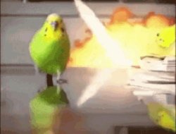 Parrot Leaving Explosion Meme Template