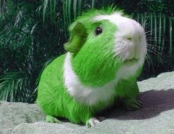 Green guinea pig Meme Template