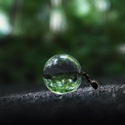 Ant rolling a water droplet Meme Template
