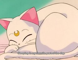 Sailor Moon Artemis sleeping is my favorite part of the day Meme Template