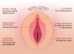 Meet the Vulva Meme Template