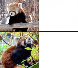 Red panda approves Meme Template