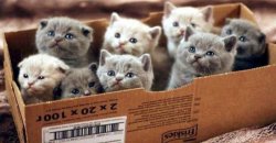 Kittens cats box Meme Template