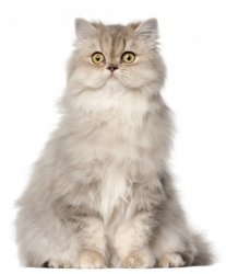 Persian Cat - light grey Meme Template