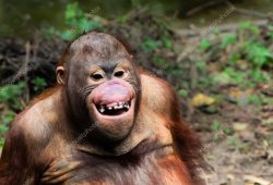 Smiling Orangutan Meme Template