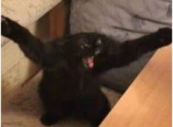 say waaaaaaaaaaaaaaaaaaaaaat Meme Template