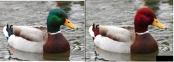 2 advice mallard ducks Meme Template