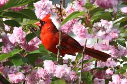 Cherry Cardinal Meme Template