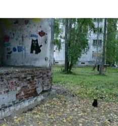 Black Prophecy Cat Meme Template