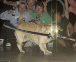 Dog surrounded by guys Meme Template