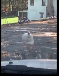 Duck running at car Meme Template