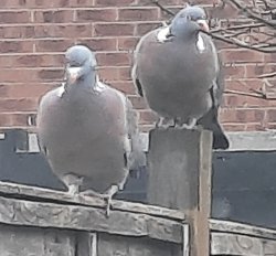 The Pidgeon Bros Meme Template