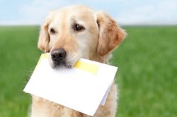Dog carrying letter Meme Template