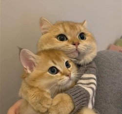 Cat Hugging Meme Template